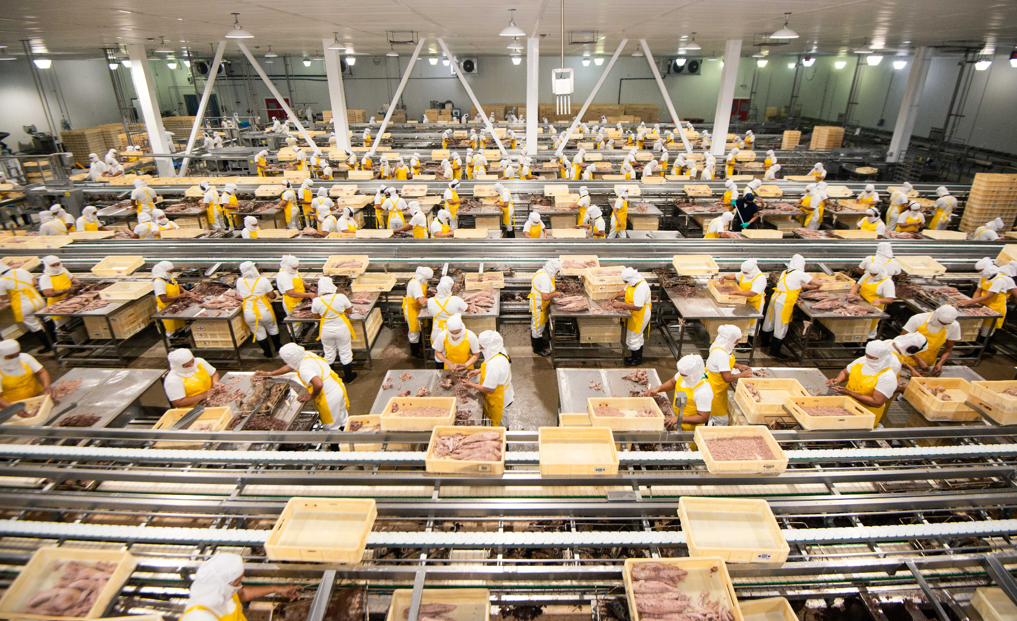 A look inside the tuna cutting process at Alimentos Prosalud